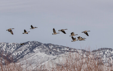 Canadien geese flying over mountains