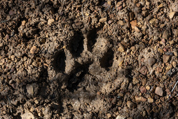 Mountain Lion Footprint In The Mud