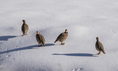 Chukars in the snow