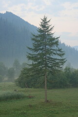 A lonely pine tree in the mountains