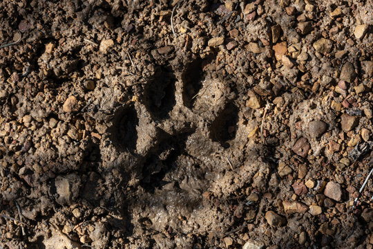 Mountain Lion Footprint In The Mud