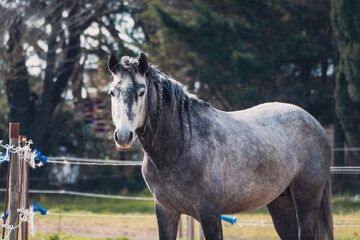 Obraz premium Gray horse in the pasture with braids braided on the mane