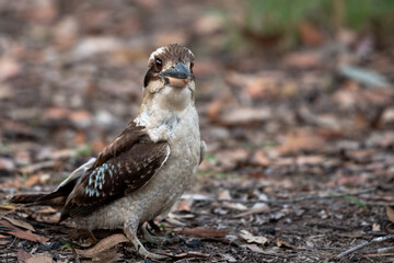 Cute Kookaburra Sitting on a Brann Australian Native Bird Happy Kookaburra Bird Expression Cheeky Wildlife