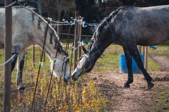 The love of two horses, gray and white, with braids on the mane. Close-up of horses in the pasture. Separated horses. Horses with braids