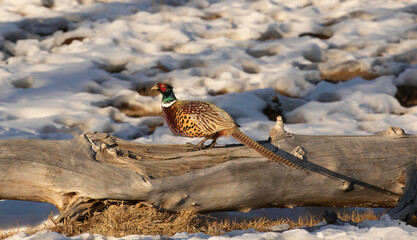 Pheasant on a log
