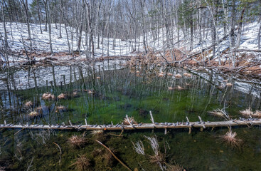 Rare aerial image of basking turtles surrounded by snow from Massachusetts in late winter. 