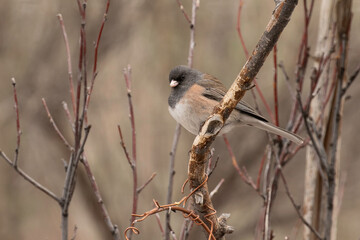 Dark Eyed Junco