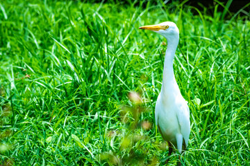 Fernando de Noronha Island - Pernambuco state, Brazil - March 2023