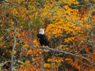Bald Eagle in Fall Foliage