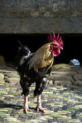 ayam pelung, ayam jago or rooster on the rock
