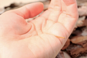 Woman with splinter in her hand outdoors, closeup - obrazy, fototapety, plakaty