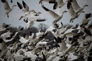 Flock of migrating snow geese in flight