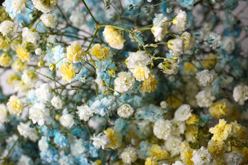 Naklejka na ściany i meble Many beautiful dyed gypsophila flowers, closeup view