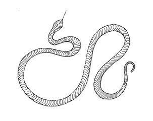 Animal snake wild life on white background 