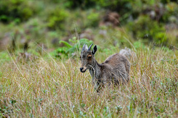 Wild goat Nilgiri Tahr