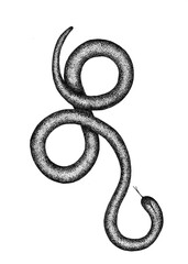 Animal snake wild life on white background hand drawing 
