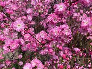 Obraz premium pink flowers in the garden