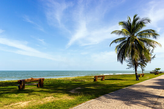 Coconut tree on Samila beach