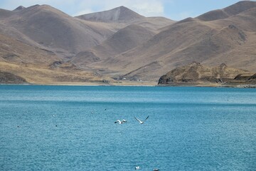 Sea bird flying over a lake in Tibet