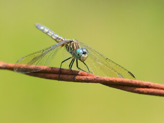 dragonfly on barbwire