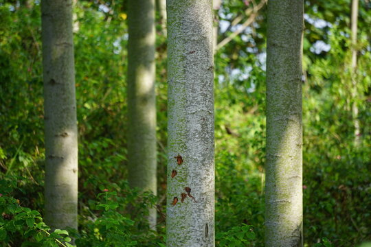 Ochroma pyramidale (balsa tree). Balsa is used as a protective tree, for the manufacture of airplanes, life belts and buoys, for the purposes of insulating devices.