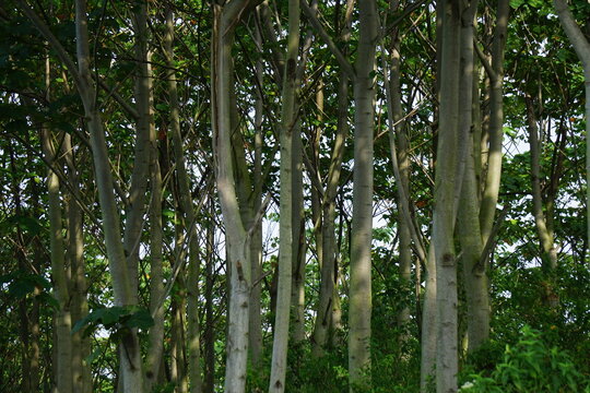 Balsa Tree" Images – Browse 590 Stock Photos, Vectors, and Video | Adobe  Stock