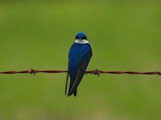 tree swallow on a barbwire fence