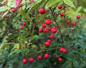 red small multiflora rose berries, red hawthorn berries on a butcher's broom bush