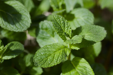 Closeup shot of the leaves of young peppermint plant (lat. Mentha piperita) (Selective Focus, Focus on the tip of the small leaves on top of the right stalk)