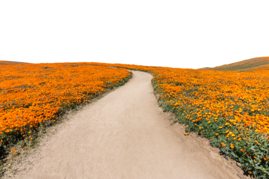 Inviting path through poppy wildflower super bloom field with cut out sky in Southern California.  