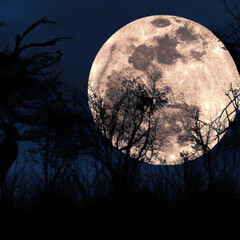 Naklejka premium large full moon over trees - Generated AI