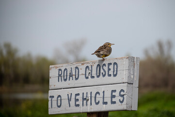 Little bird keeps watch over a hiking trail