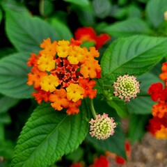 red and yellow flowers