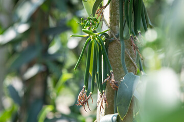 After vanilla orchids have been pollinated, the vanilla pods begin to develop. Fresh vanilla pods...