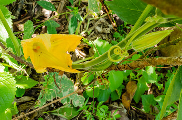 Pumpkin Vine with Blossom
