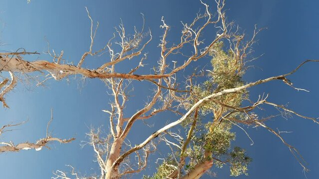 Leafless dry tree crone on a sunny day, blue sky, handheld low angle