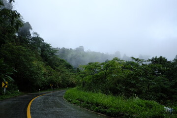 Fototapeta na wymiar Foggy road in the forest ,Beautiful nature trail (Picture put grain)