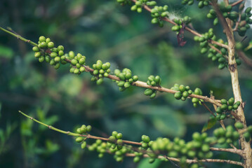 Green coffee bean berry plant fresh raw seed coffee tree growth in eco organic farm. Close up Green seed berries harvest arabica coffee garden. Fresh coffee bean green leaf bush ecology berry plant