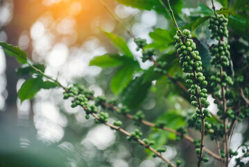 Green coffee bean berry plant with sunlight. Fresh raw seed coffee tree growth in eco organic farm morning time. Close up Green seed berries arabica coffee garden. Fresh coffee bean green leaf plant - obrazy, fototapety, plakaty