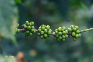 Close up Green seed berries harvest arabica coffee garden. Green coffee bean berry plant fresh raw seed coffee tree growth in eco organic farm. Fresh coffee bean green leaf bush ecology berry plant