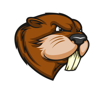 Cartoon beaver mascot or animal character head, sport college or school team vector icon. Baseball league or football club sign of angry beaver with teeth for soccer sport team emblem