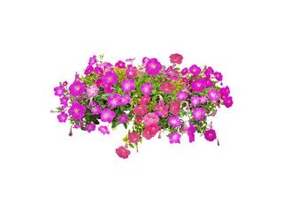 Bouquet, Bunch, shrub of flowers. Rose periwinkle. primrose. (red, pink) Rose Four o'clock Flower. Colorful flowers, primula vulgaris are blooming. On white background. (png)	