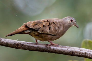 Rolinha