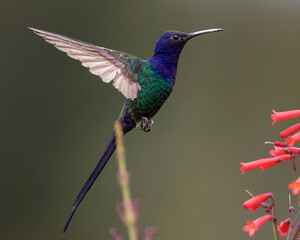 Hummingbird