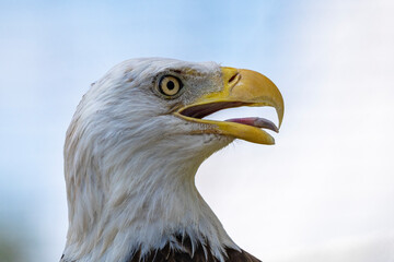 american bald eagle