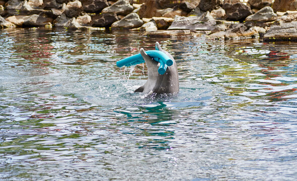 Trained Dolphin playing with a Float