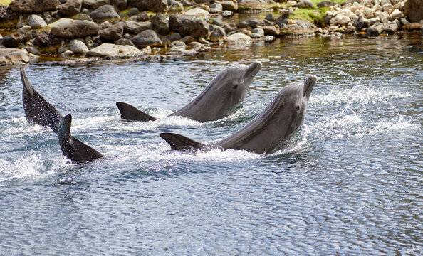Trained Dolphins swimming with head and fins above water