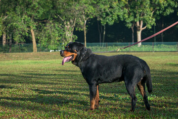 Portrait of handsome Rottweiler dog standing on the field.