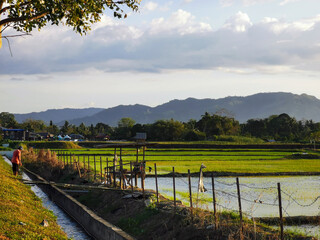 Paddy field with water drainage system during day time. Selective focus.
