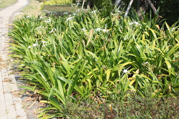 Garden trees in a park in Vietnam